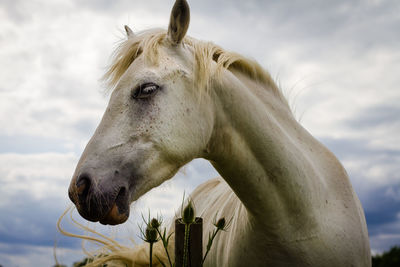 Close-up of white horse against sky