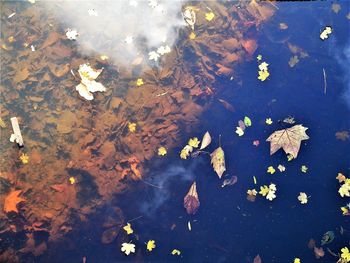 High angle view of leaves floating on water