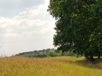 Scenic view of agricultural field against sky