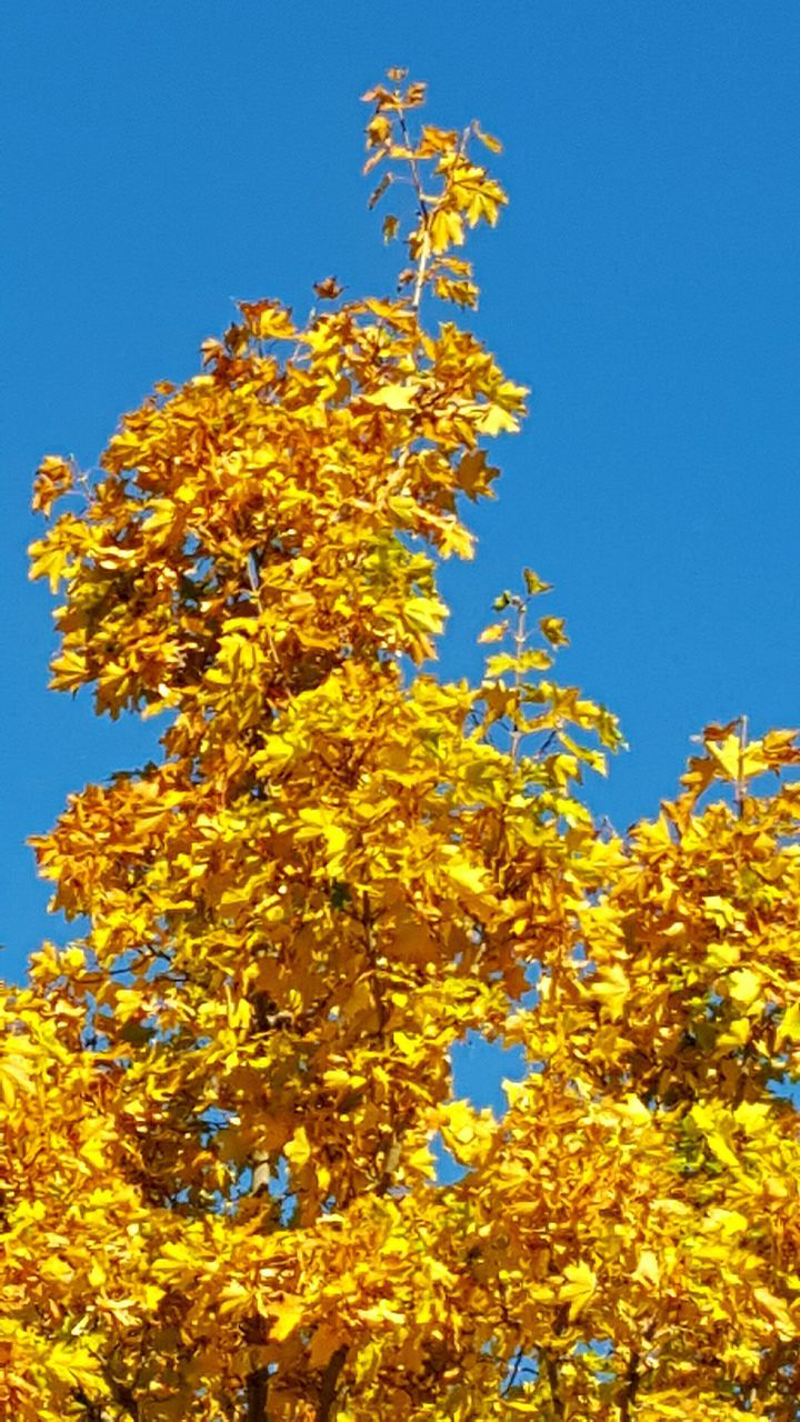 clear sky, blue, low angle view, yellow, tree, growth, branch, autumn, copy space, nature, change, beauty in nature, leaf, sunlight, tranquility, season, day, outdoors, no people, scenics