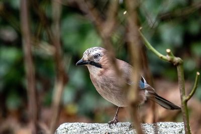 Close-up of bird perching on a branch