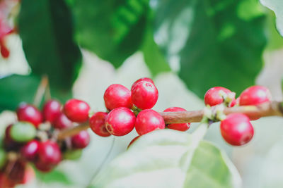 Close-up of red berries growing on tree