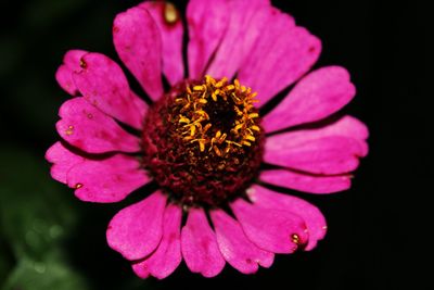 Close-up of pink flower blooming against black background