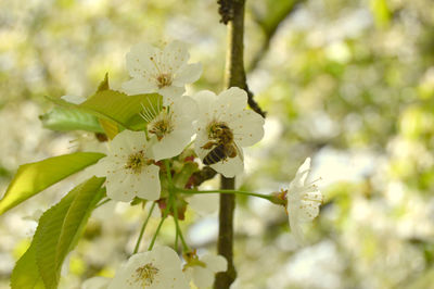 Close-up of white flowers on branch