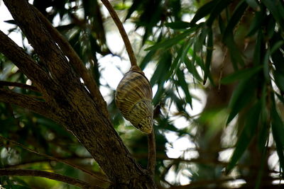 Low angle view of bird on tree