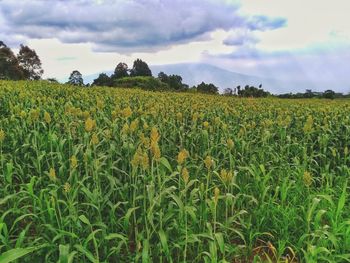 Scenic view of agricultural field against sky