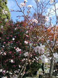 Low angle view of apple blossoms in spring