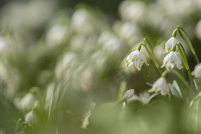 Close-up of white flowers blooming in during sunny day