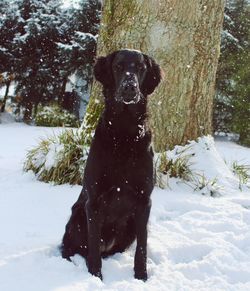 Dog on snow covered land