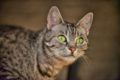 Close-up portrait of a cat