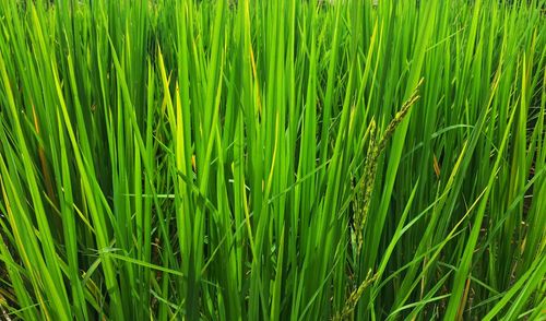 Full frame shot of rice paddy