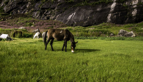 Horses grazing on field