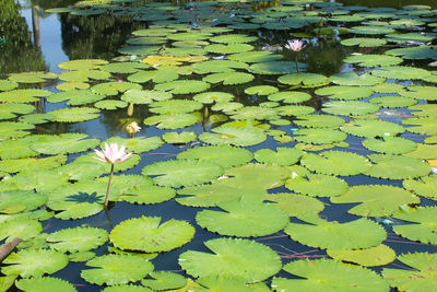 Water lily in lake