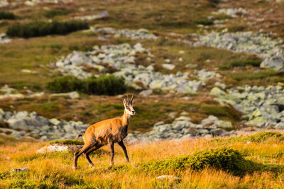 Deer standing on field