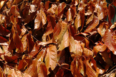 Full frame shot of dried leaves