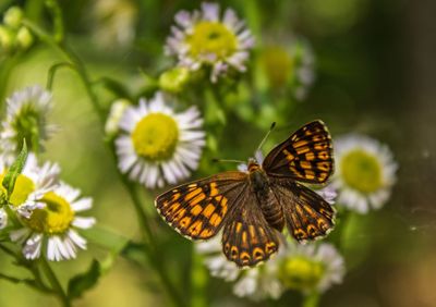 Close-up of butterfly pollinating on flower