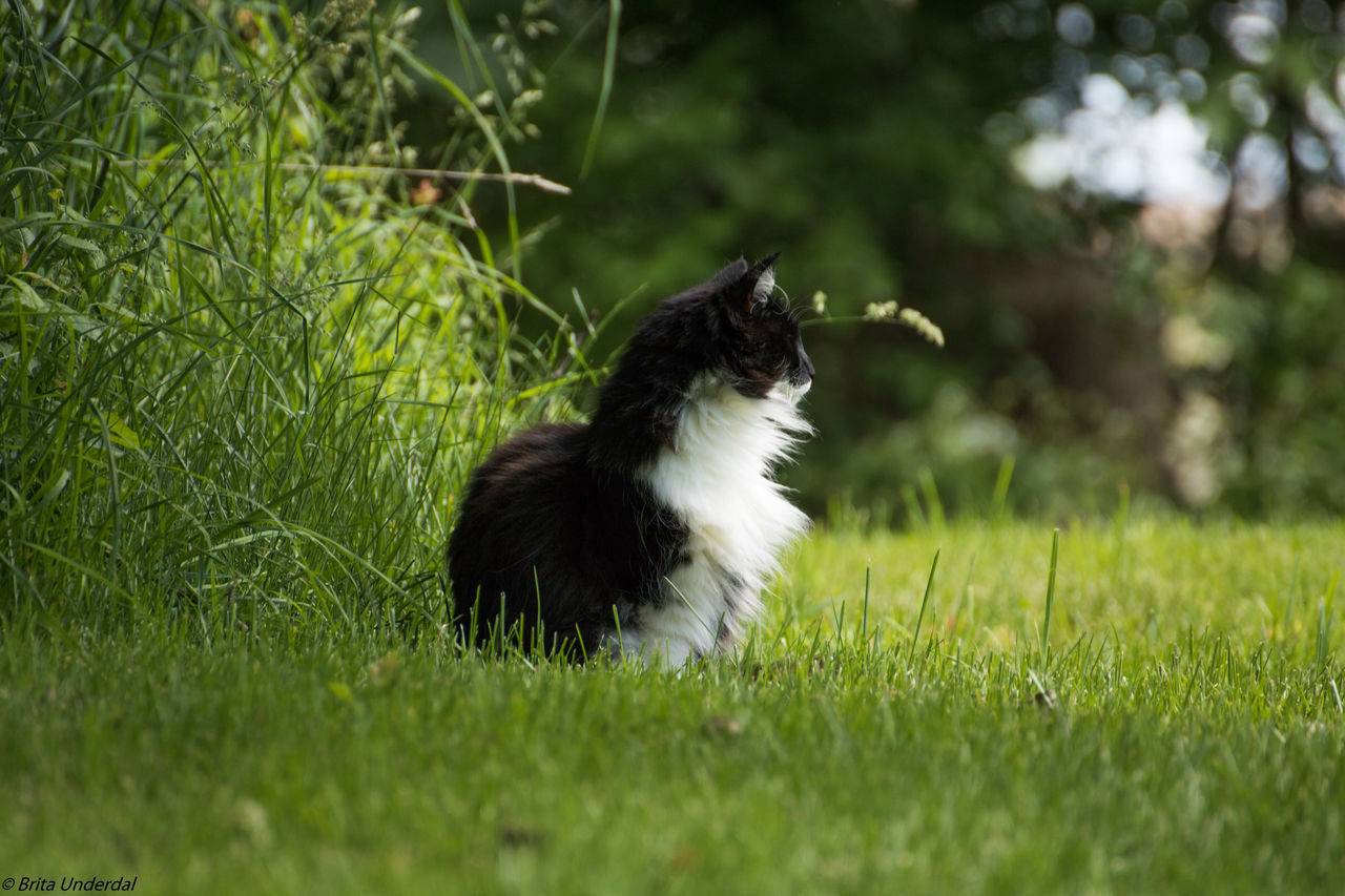 CAT SITTING OUTDOORS