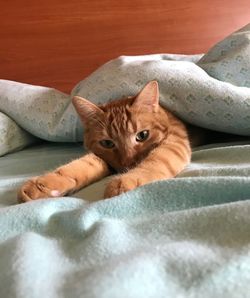 Portrait of cat lying on bed