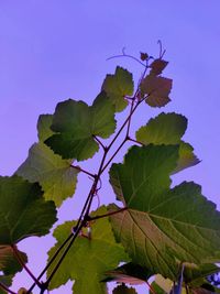 Low angle view of fresh green leaves against sky