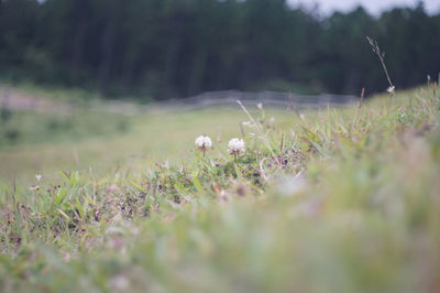 Close-up of flowering plants on land