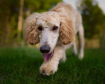 Close-up portrait of dog on field