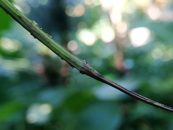 Close-up of wet plant