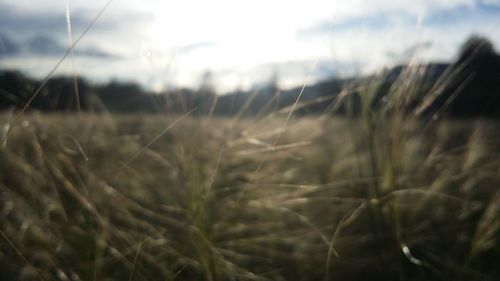 Close-up of plants against sky