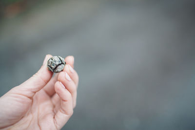 Close-up of a hand holding pine cone