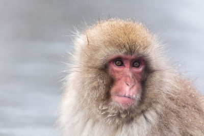 Japanese snow monkey in hot spring