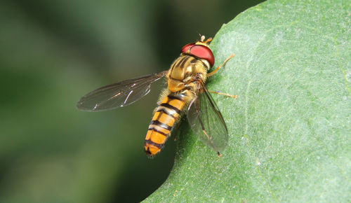 Close-up of a fly on a leaf