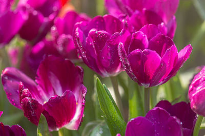 Close-up of water drops on pink flowering plant