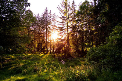 Trees in forest against sky at sunset