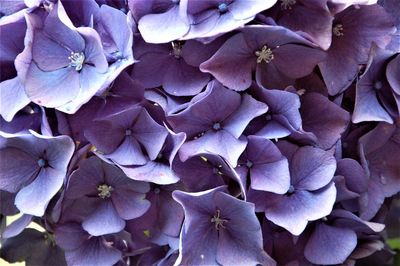 Close-up of fresh purple hydrangea