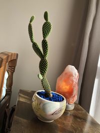 Close-up of succulent plant on table at home