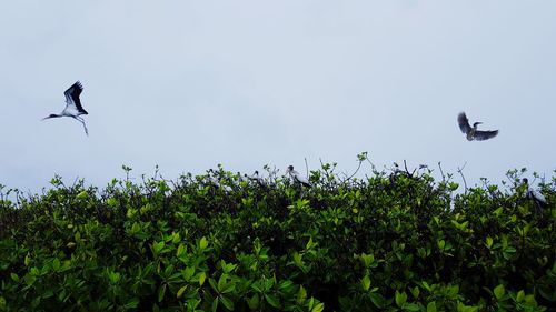 Low angle view of bird flying in the sky