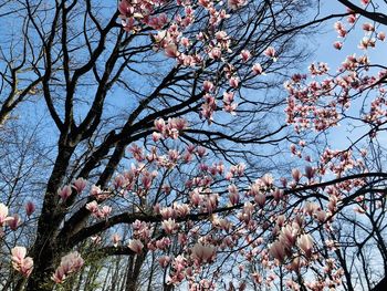 Low angle view of cherry blossoms against sky