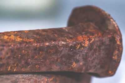 Close-up of leaf on plate