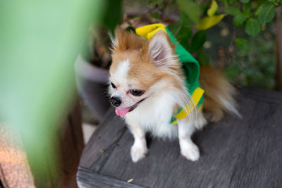 High angle view of dog looking away