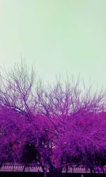 Low angle view of pink flowers