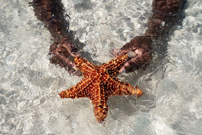 High angle view of lizard in sea