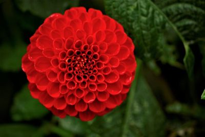 Close-up of red dahlia flower