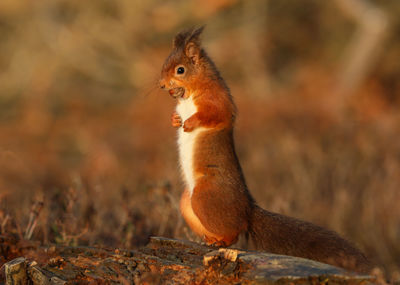 Close-up of squirrel on rock