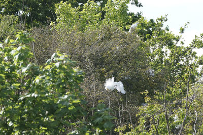 White bird flying against trees