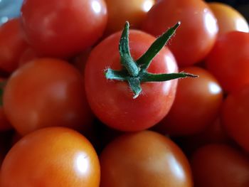 Close-up of tomatoes