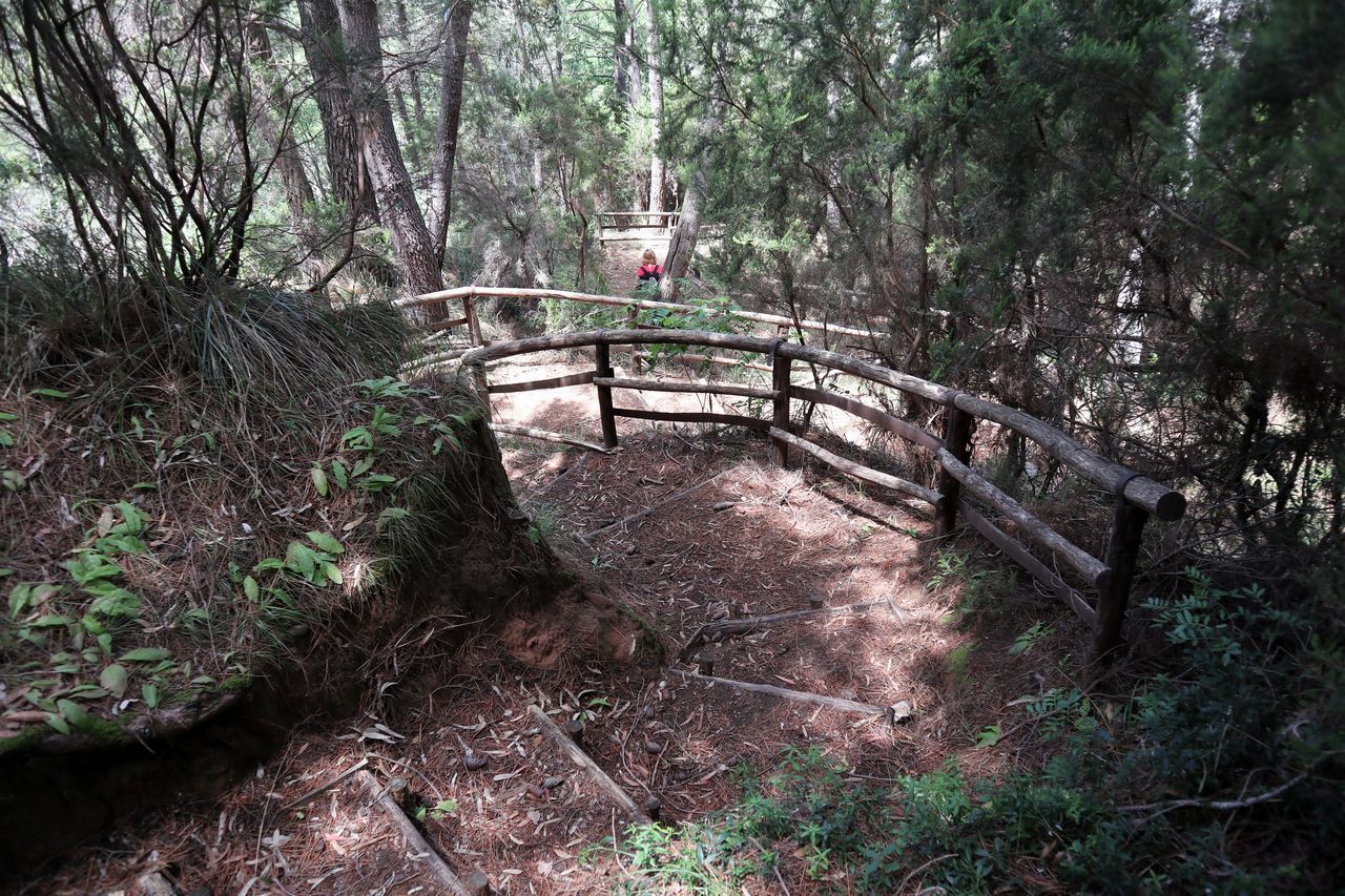 TREES AND PLANTS GROWING ON STAIRCASE IN FOREST