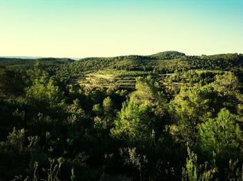 Scenic view of landscape against clear sky