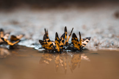 Close-up of butterflies at sea shore