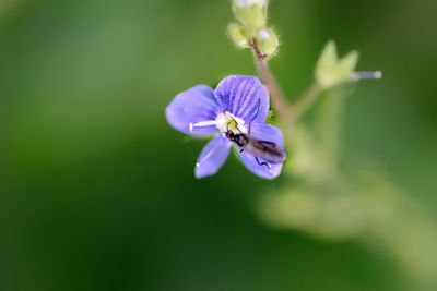 Close-up of honey bee on purple flower