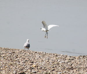 Seagull flying over water