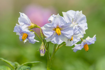 Close up of potato flowers in bloom